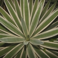 Agave angustifolia Haw.